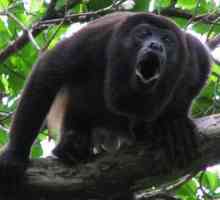 Monkey-howler: o descriere a primatelor și semnificația șuierilor lor