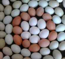 Prelucrarea ouălor înainte de așezare pentru depozitare. Instrucțiuni pentru prelucrarea ouălor,…