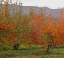 Tratarea pomilor fructiferi în toamnă de dăunători și boli