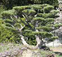 Tunderea pinului: formarea coroanei. Cum de a planta un copac de pin