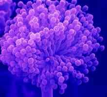 Ciupercile unicelulare și rolul lor în natură