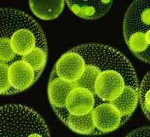 Plantele unicelulare: exemple și caracteristici