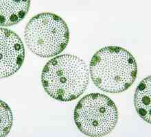 Algele unicelulare: caracteristici ale structurii. Reprezentanți ai algelor unicelulare