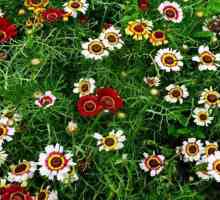 Crizantema anuală: descriere și îngrijire