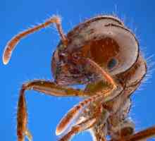 Fiery Ants: descriere și fotografie