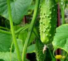 Cucumber `Phoenix`: descrierea varietății și a regulilor de îngrijire