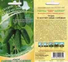 Castravete de castravete (F1): recenzii, descrieri, specificații, cultivare