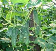 Cucumber Ecole - un începător în producția de semințe