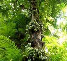 Arborele de castraveți - descriere, specie, trăsături de îngrijire și cultivare
