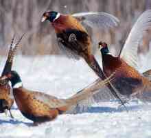 Fazan vânătoare în timpul iernii pe zăpadă