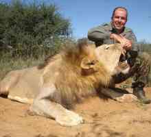 Leu vânătoare în Africa