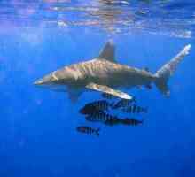 Oceanul rechin cu aripi lungi: descriere, caracteristici și habitat