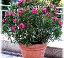 Oleander: reproducere prin butași acasă