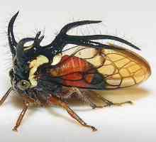 Periculoase și teribile: care insecte are aspectul cel mai infricosator?
