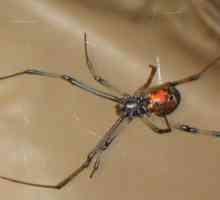 Descrierea, fotografia, modul de viață al unui păianjen pustnic