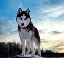 Descrierea caracterului rasei Husky din Siberia. Cum să ai grijă și cum să-l antrenezi pe husky?