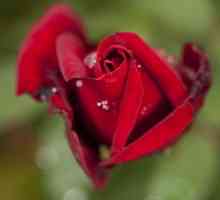 Descrierea trandafirului, sau a varietății de specii din Regina Florilor