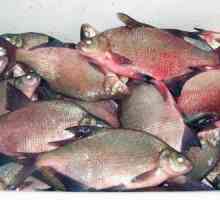 Opisthorchiasis - ce fel de pește? Opisthorhioza: simptome la om, tratament și prevenire