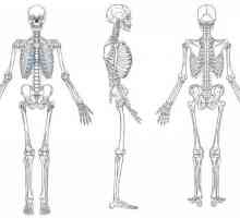 Sistemul musculoscheletic: funcții și structură. Dezvoltarea sistemului musculo-scheletic uman