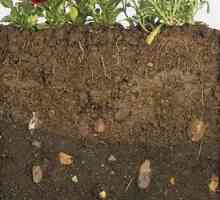 Determinați densitatea solului din grădina dvs.