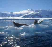 Lumea organică a Oceanului Arctic (pe scurt)