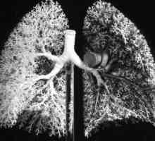 Organele respiratorii organice. Structura și funcția sistemului respirator