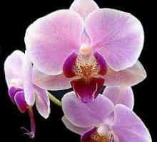 Orhideele din Vietnam: trăsături de îngrijire. Cum să plantezi un orhidee