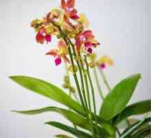 Orhideele de multiflora: îngrijirea la domiciliu
