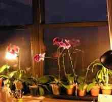 Orhideele nu se înfloresc: ce să faci cu încăpățânatul Phalaenopsis?