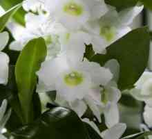 Orhideea Dendrobium Nobile: fotografie, îngrijire la domiciliu
