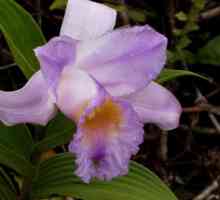 Orhidee sălbatică - întruparea sufletului unei frumoase fete Qui-May