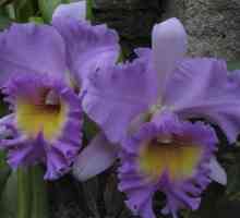 Orchid violet (fotografie). Ce sunt orhideele și cum să le îngrijești?