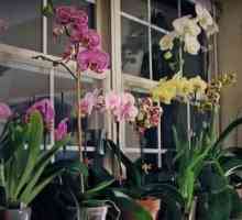 Orhidee: cum să aperi flora corect