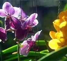 Orhideea - udare, îngrijire, înflorire