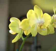 Orhideea: reproducerea și îngrijirea la domiciliu, fotografie