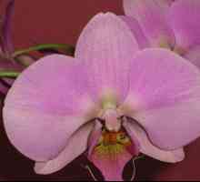 Orhideea: îngrijire după înflorire la domiciliu. Cum să faci totul corect?