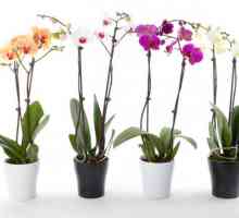 Orhideea: îngrijire la domiciliu, reproducere, transplant