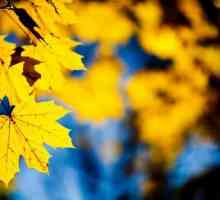Toamna frunze - mesageri de aur de toamnă