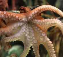 Octopus Paul: descriere, predicții și fapte interesante
