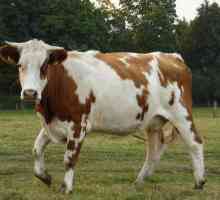 Caracteristicile conținutului de vaci tinere. Netel este ...