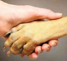 Caracteristicile structurii labe, sau Câte degete la câini