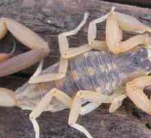 Caracteristicile viziunii arachnidelor: câte ochi au scorpionii
