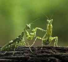 Ritualuri speciale pe care mantis le păstrează: împerecherea pe marginea vieții și a morții