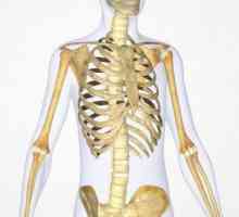 Osteonul este unitatea structurală a oaselor: structura și funcția