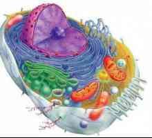 Ce determină forma celulelor? Formele celulare