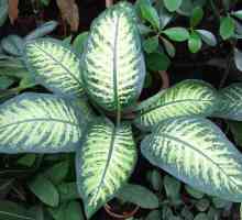 De ce se îngălbenesc diffenbachia? Frunzele de diffenbachia devin galbene - cum să ajuți planta?