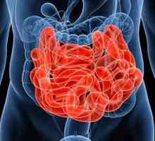 Diviziuni ale intestinului subtire: descriere, structura si functii