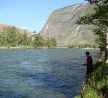 Recreere și pescuit în munții Altai. Caracteristici de pescuit în lacuri și râuri din Altai