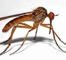 De unde provine țânțarul? Cât durează un țânțar obișnuit?