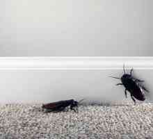 Unde sunt gândacii în apartament: principalele motive pentru apariția, metodele de luptă și…